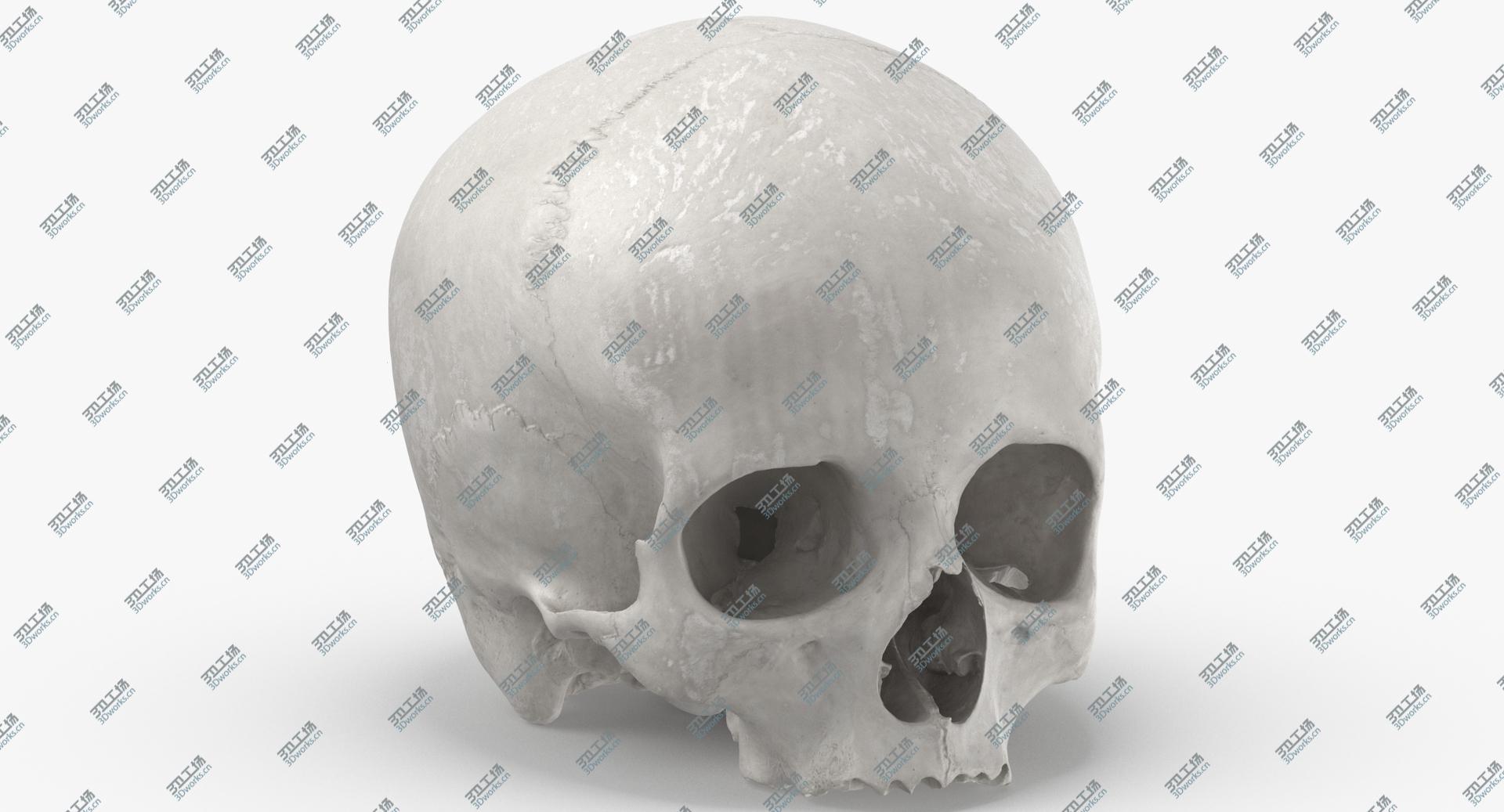 images/goods_img/2021040231/Real Human Skull Cranial 01 White 3D/1.jpg